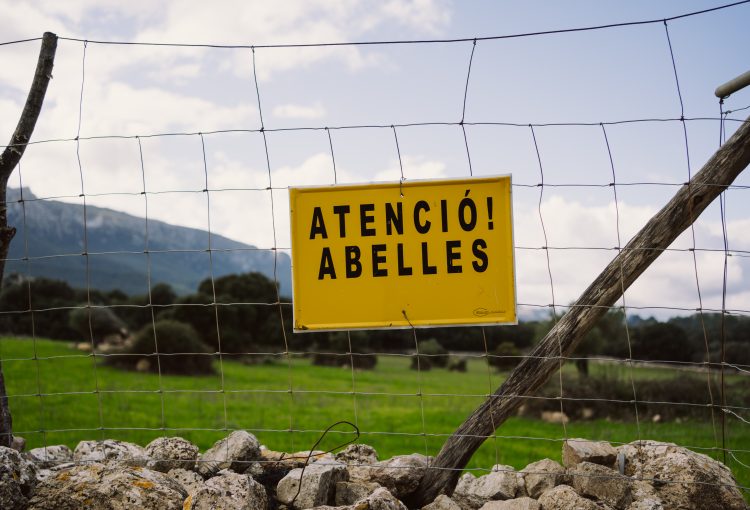 Visita a apiari de Mel Caramel (Escorca)