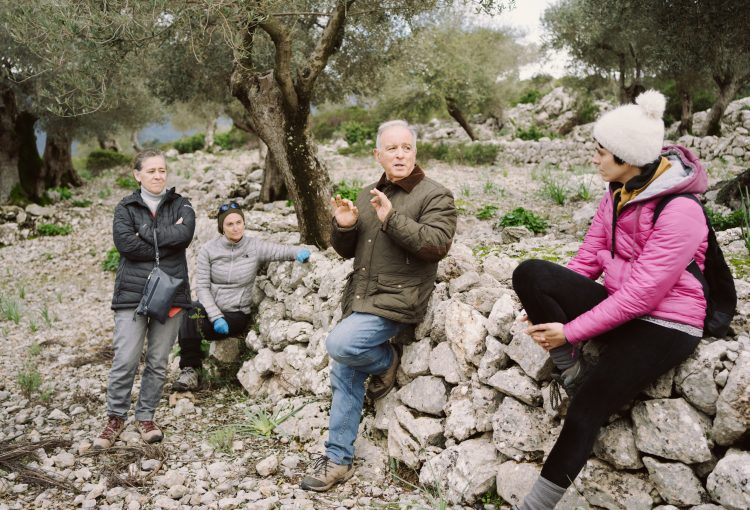 Visita a l'olivar de Son Alzines (Escorca)