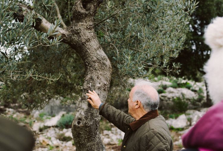 Visita a l'olivar de Son Alzines (Escorca)