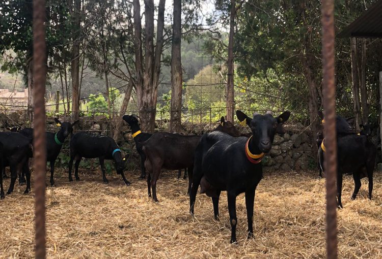 Visita a Formatges Sa Cabreta